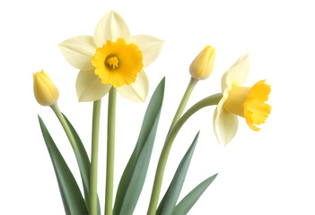 Obraz premium daffodil isolated on transparent background