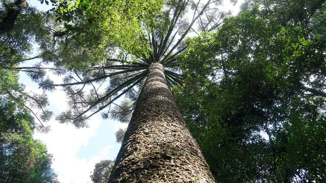 Parana Pine or Araucaria, dominant tree species of the mixed rainforest, occurring mainly in the southern region of Brazil.