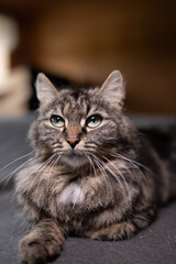 Flyffy cat on the floor watching her kittens.