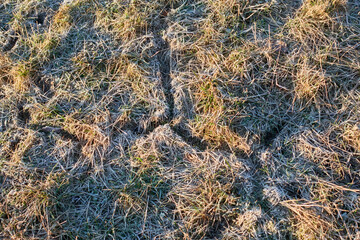 Vole ruts on the lawn on a frosty morning