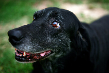 Horizontal portrait of a Senior Black Labrador Retriever Dog against a bokeh green background.