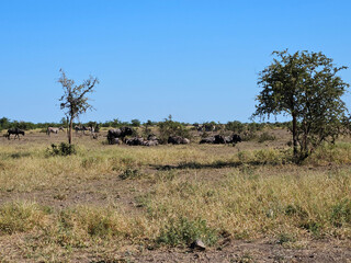 Streifengnu / Blue wildebeest / Connochaetes taurinus