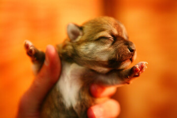 Horizontal portrait of a Chihuahua Puppy being held in a hand in front of a bokeh orange background.