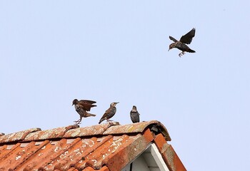 Star (Sturnus vulgaris) landet auf einem Dachgiebel, Stare sitzen auf einem Hausdach, Vogelschwarm,...