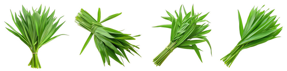 A Bunch Of Fresh Fragrant Pandan leaf Hyperrealistic Highly Detailed Isolated On Transparent Background Png File White Background Photo Realistic Image