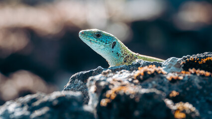 European Green Lizard (Lacerta viridis) peeking over a rocky surface