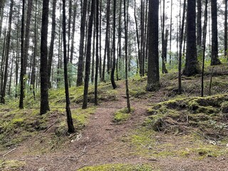troncos delgados de arboles en un bosque verde con pasto