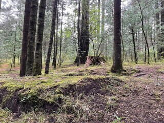 troncos delgados de arboles en un bosque verde con pasto