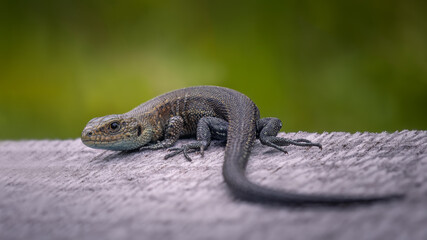 Viviparous Lizard (Zootoca vivipara) resting on a wooden surface - obrazy, fototapety, plakaty