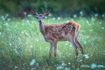 Young Red Deer (Cervus elaphus) in a Meadow