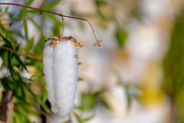 Selective focus of white fluffy cotton seed on the tree, Gossypium arboreum or Levant cotton is a genus of flowering plants in the tribe Gossypieae of the mallow family, Malvaceae, Nature background
