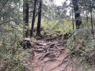 troncos y raíces de árboles de un bosque verde