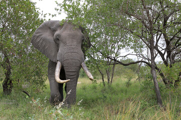 Afrikanischer Elefant / African elephant / Loxodonta africana