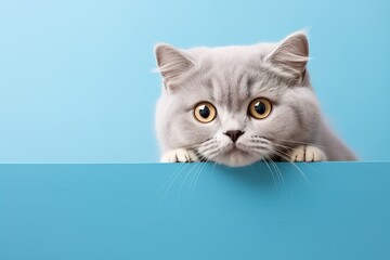 adorable young gray british cat peeking out against a blue background