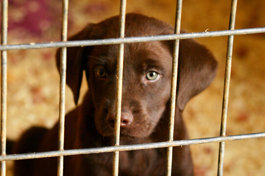 Horizontal portrait of an adorable chocolate labrador retriever puppy in an animal shelter kennel waiting to be adopted.
