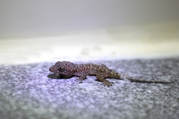 Afrikanischer Hausgecko / Moreau's tropical house gecko or Afro-American house gecko / Hemidactylus mabouia