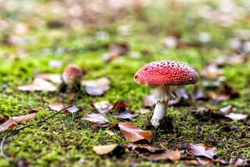 toadstool in atumn in a european forest
