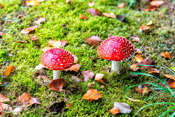 toadstool in atumn in a european forest