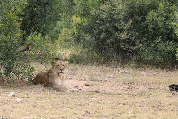 Afrikanischer Löwe / African lion / Panthera leo.