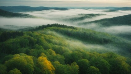 Green forest landscape with fog forming above it