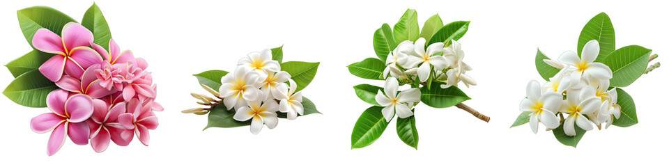 A Bunch Of Fresh Fragrant Bali Hyperrealistic Highly Detailed Isolated On Transparent Background Png File White Background Photo Realistic Image