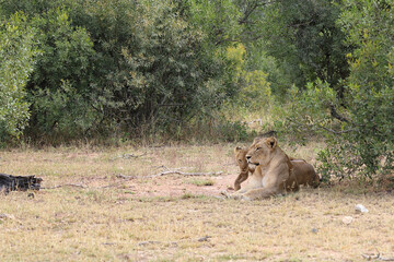 Afrikanischer Löwe / African lion / Panthera leo...