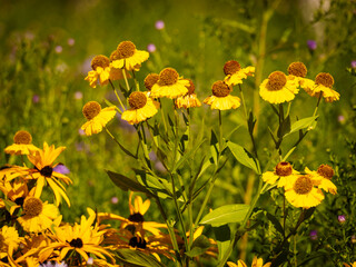 summer time with yellow flowers in nature