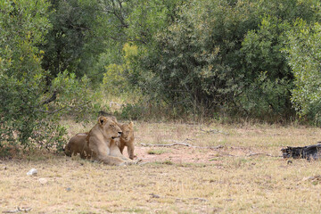 Afrikanischer Löwe / African lion / Panthera leo...
