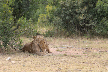 Afrikanischer Löwe / African lion / Panthera leo...