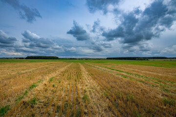 Fototapeta na wymiar field and blue sky, farmer's field after harvest