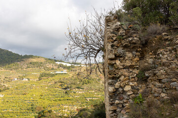 tree in the mountains. 