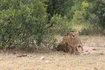 Afrikanischer Löwe / African lion / Panthera leo...