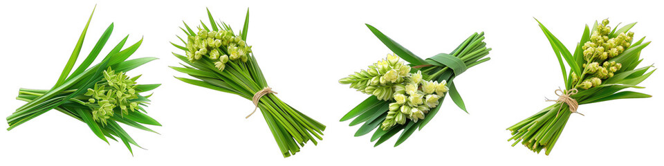 A Bunch Of Fresh Fragrant Pandan flower Hyperrealistic Highly Detailed Isolated On Transparent Background Png File White Background Photo Realistic Image - obrazy, fototapety, plakaty
