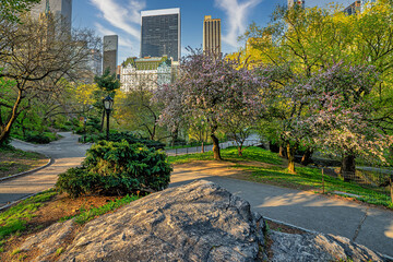 Central Park in spring, early orning
