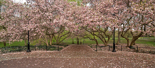 Magnolia tree in spring in Central Park, NYC