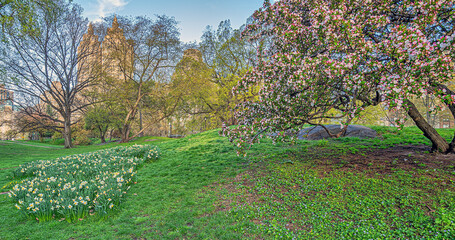 Central Park in spring, early orning