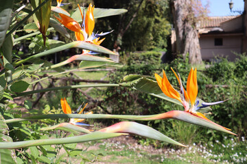 blooming Strelitzia reginas in the park on a sunny day