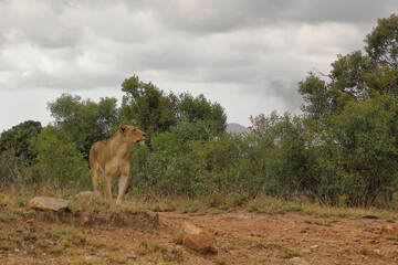 Afrikanischer Löwe / African lion / Panthera leo.