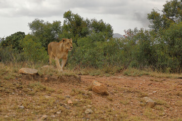 Afrikanischer Löwe / African lion / Panthera leo.