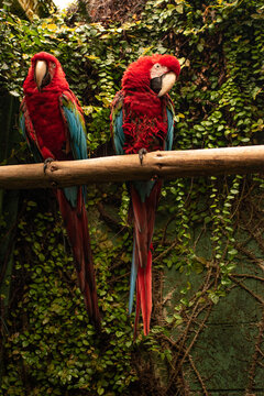 Pair of red macaws (ara macao) with a long tail, perched on a log.