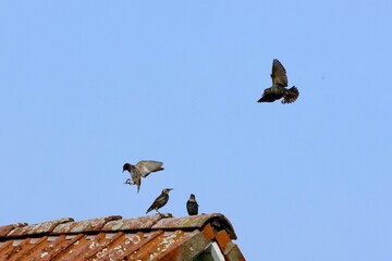 Star landet auf Hausdach, heimischer Vogel fliegt im Schwarm über ein Haus, Stare als geschützte...