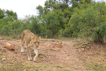 Afrikanischer Löwe / African lion / Panthera leo.