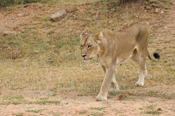 Afrikanischer Löwe / African lion / Panthera leo.