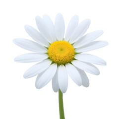 daisy isolated on transparent background