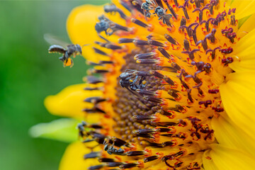 Obraz premium bees (hoverflies) looking for honey in sunflowers