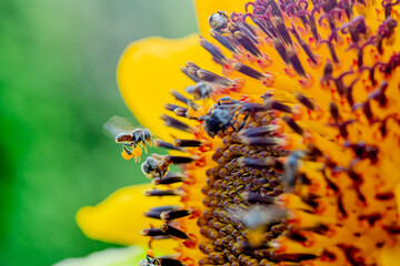 Obraz premium bees (hoverflies) looking for honey in sunflowers