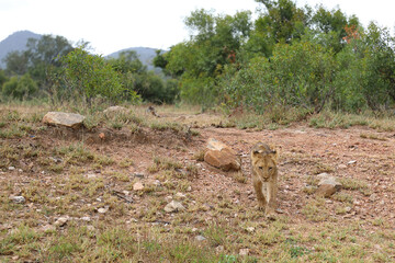 Afrikanischer Löwe / African lion / Panthera leo...