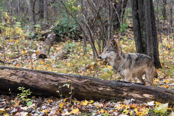 Grey Wolf (Canis lupus) Stands Behind Log Looking Left Autumn