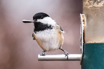 An adorable proud tiny Black-capped Chickadee (Poecile atricapillus) showing off its prized whole...
