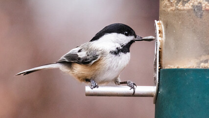 A determined tiny Black-capped Chickadee (Poecile atricapillus) snatching a whole sunflower seed...